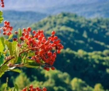 landscape with hills and toyon berries in the foreground,