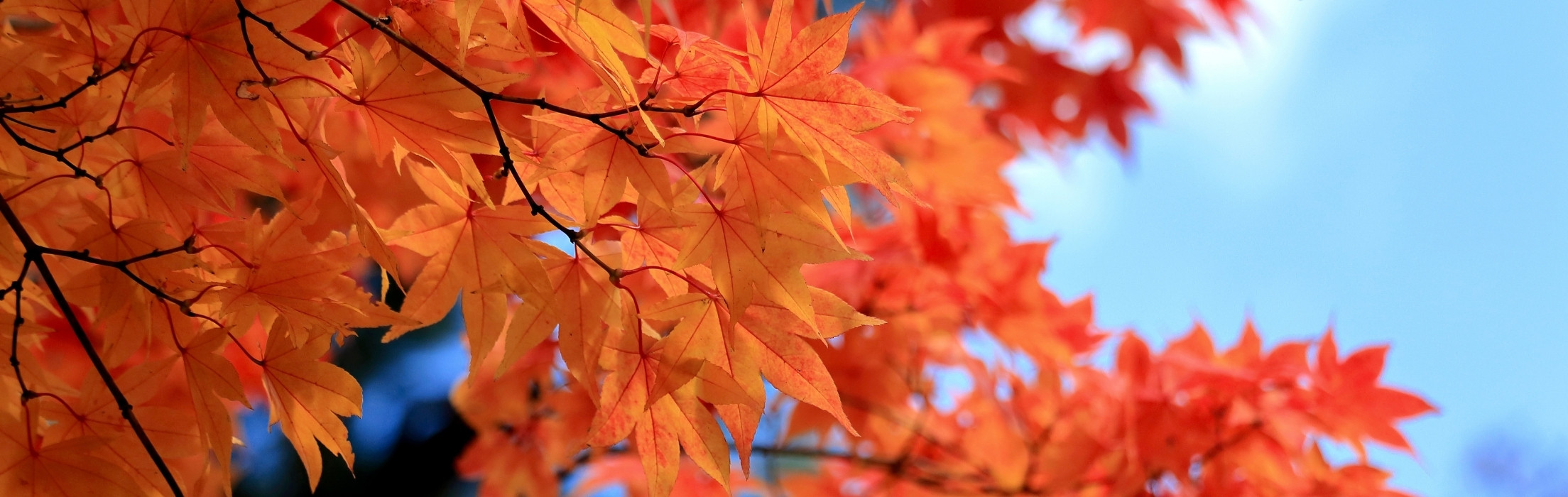 Slide - Photo of leaves for the fall newsletter.