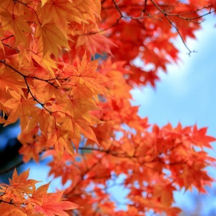Image of fall leaves.